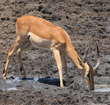 Impalas am Masuma Dam
