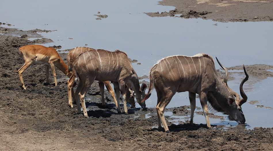 Große Kudus am Masuma Dam