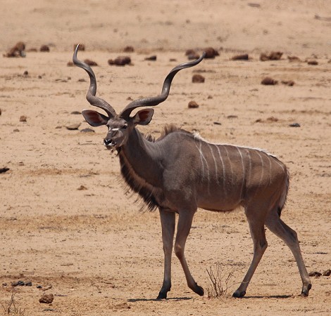 Großer Kudu am Masuma Dam