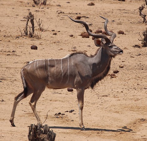 Große Kudus am Masuma Dam
