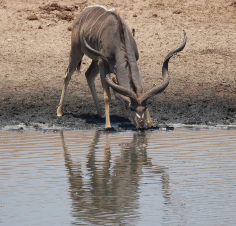 Große Kudus am Masuma Dam