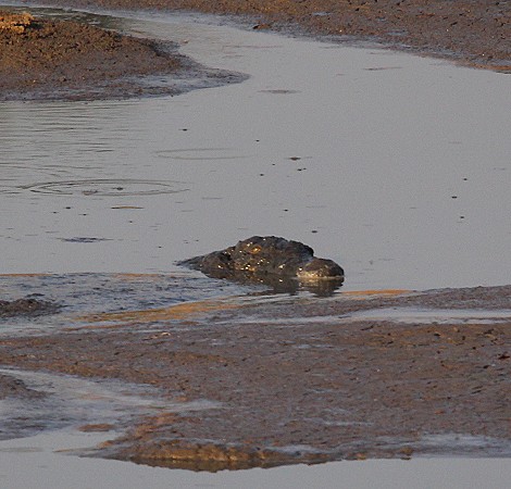 Nilkrokodil im Masuma Dam