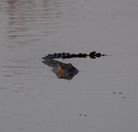Nilkrokodil im Masuma Dam