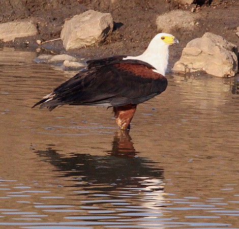 Schreiseeadler am Masuma Dam