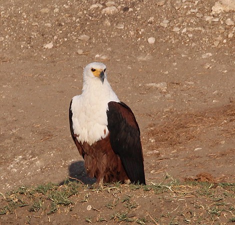 Schreiseeadler am Masuma Dam