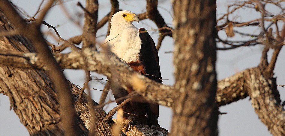 Schreiseeadler am Masuma Dam