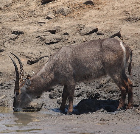 Wasserbock am Masuma Dam