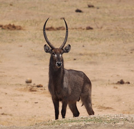Wasserbock am Masuma Dam