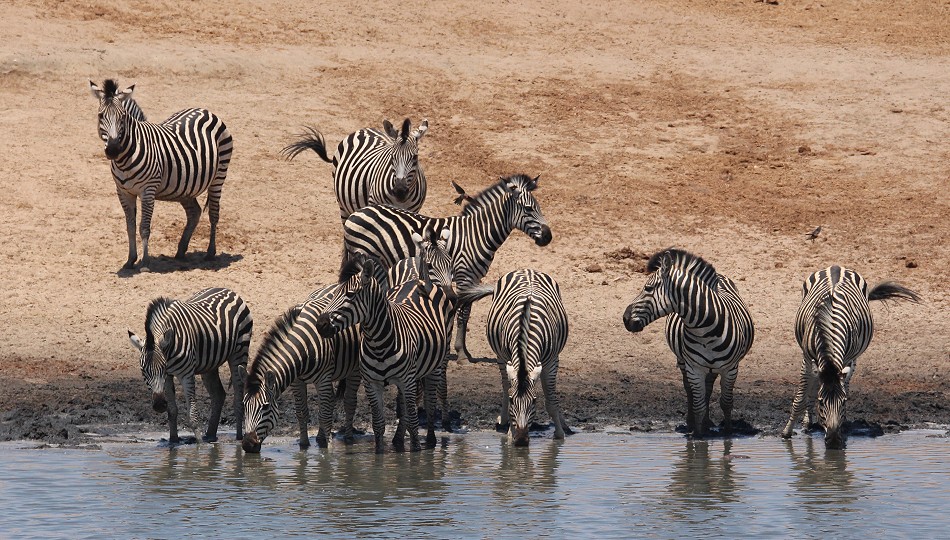 Steppenzebras trinken am Masuma Dam