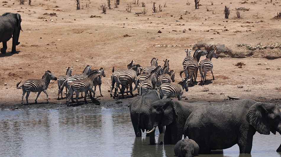 Steppenzebras und Elefanten am Masuma Dam