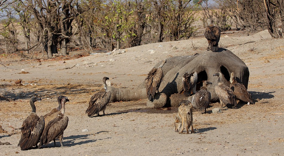 Elefantenkadaver am Shumba Dam