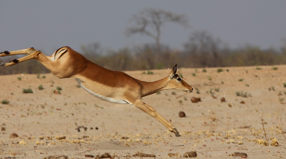 Impala im Sprung