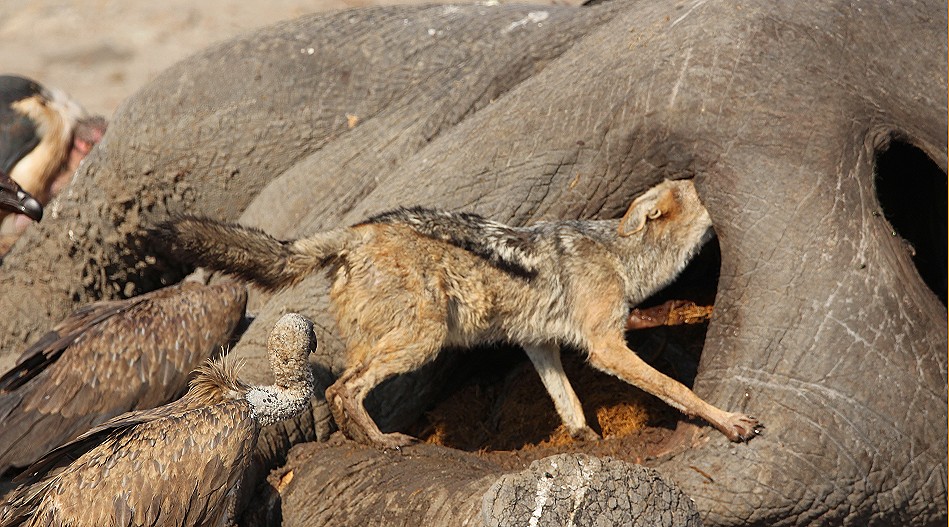 Schabrackenschakal am Elefantenkadaver, Shumba Dam