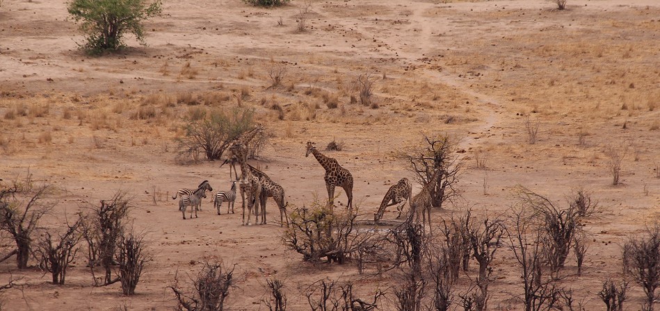 Sinamatella Camp - Zebras und Giraffen in der Ebene
