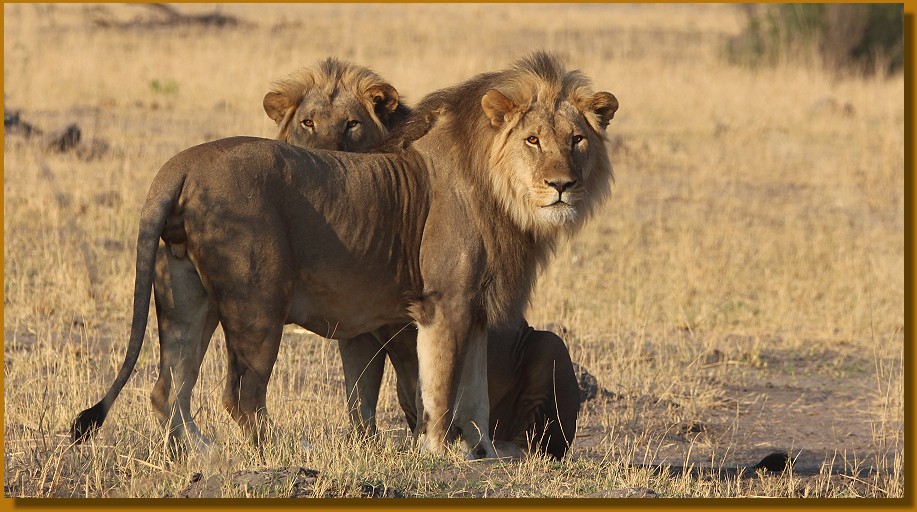 Löwen im Hwange National Park