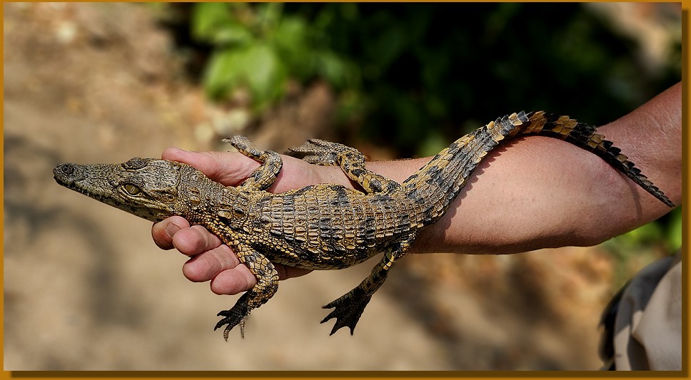 Nilkrokodil Baby
