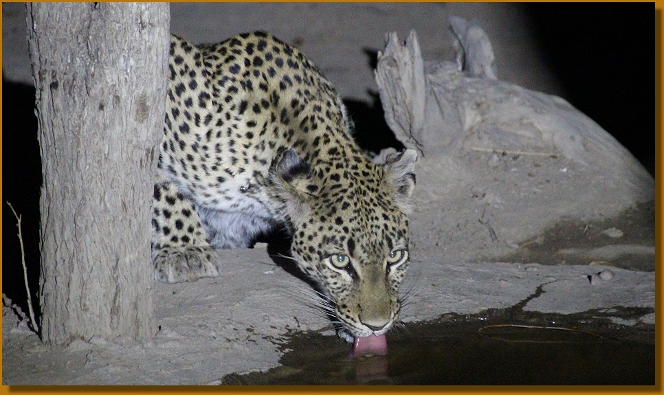 Ein Leopard im Camp