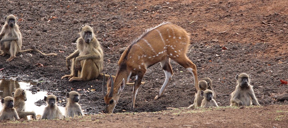 Bushbock und Bärenpaviane