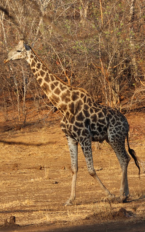 Giraffe