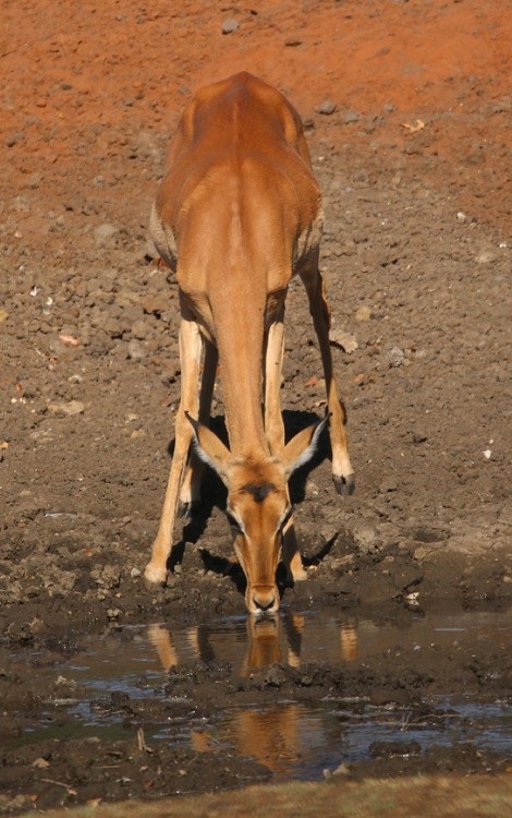 Impala, Weibchen