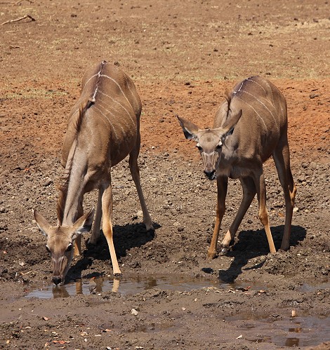 Großer Kudu, Weibchen