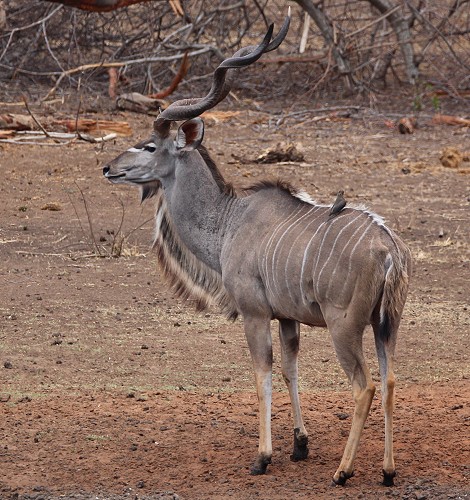 Großer Kudu, Männchen