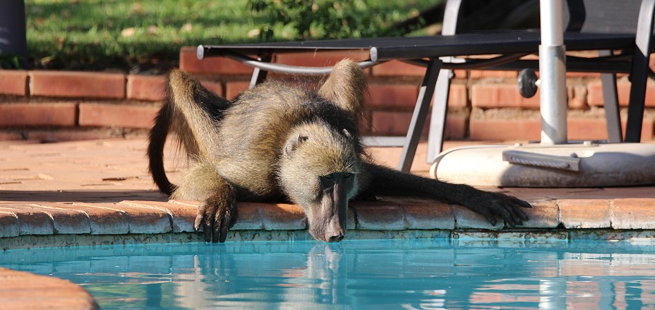 Bärenpavian am Pool