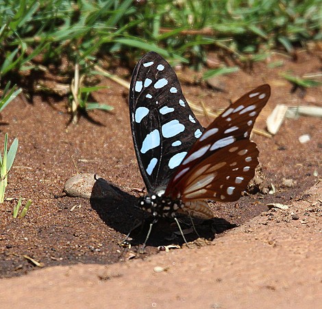 Schmetterling