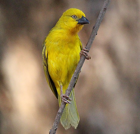 Webervogel
