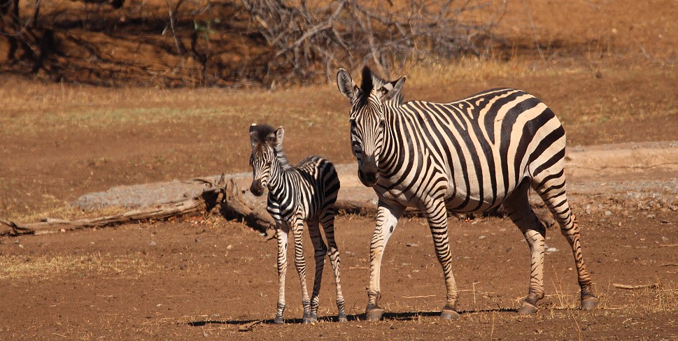 Steppenzebra