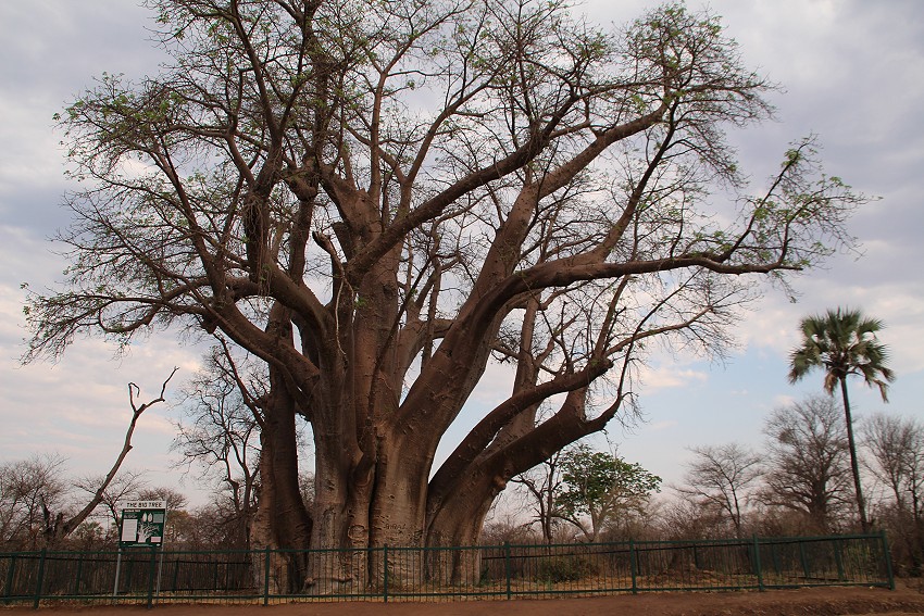 Big Tree Victoria Falls