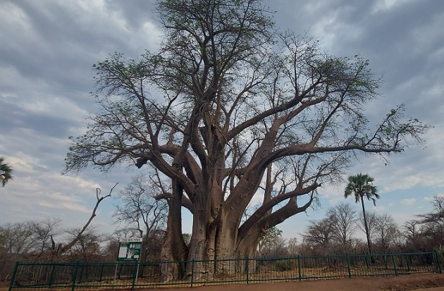 Big Tree Victoria Falls