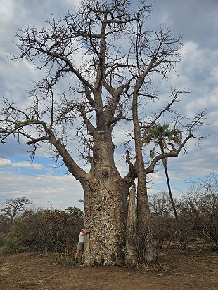 Big Tree Victoria Falls