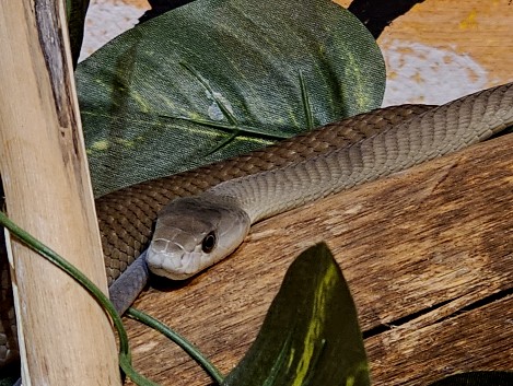 Black Mamba, Crocodile Park - Victoria Falls