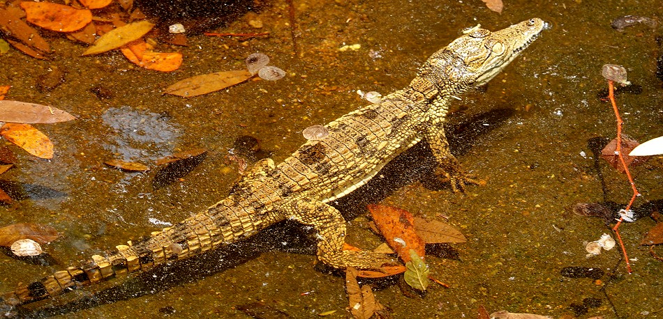 Nilkrokodil, Crocodile Park - Victoria Falls