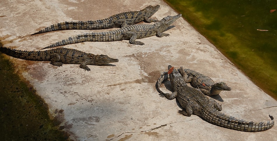 Nilkrokodile für die Ledergewinnung, Crocodile Park - Victoria Falls