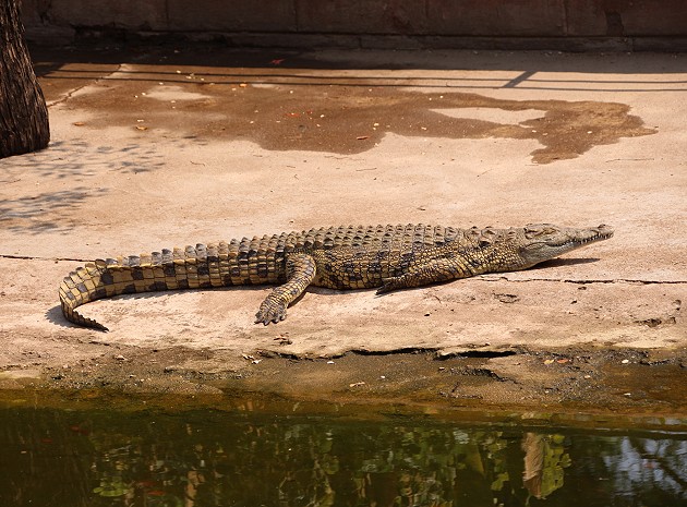 Nilkrokodil für die Ledergewinnung, Crocodile Park - Victoria Falls