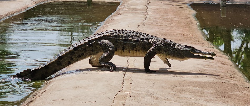 Nilkrokodil für die Ledergewinnung, Crocodile Park - Victoria Falls
