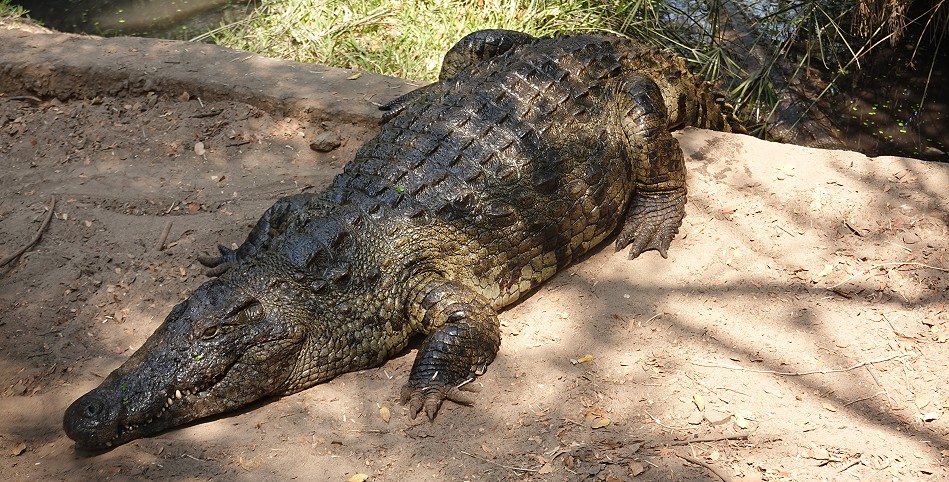 Zucht Krokodil, Crocodile Park - Victoria Falls