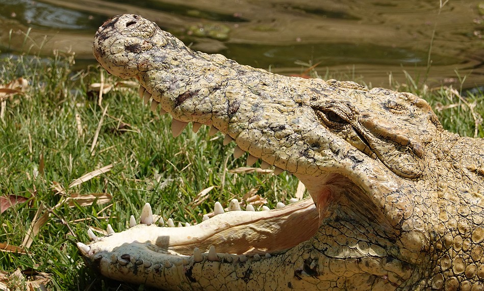 Zucht Krokodil, Crocodile Park - Victoria Falls