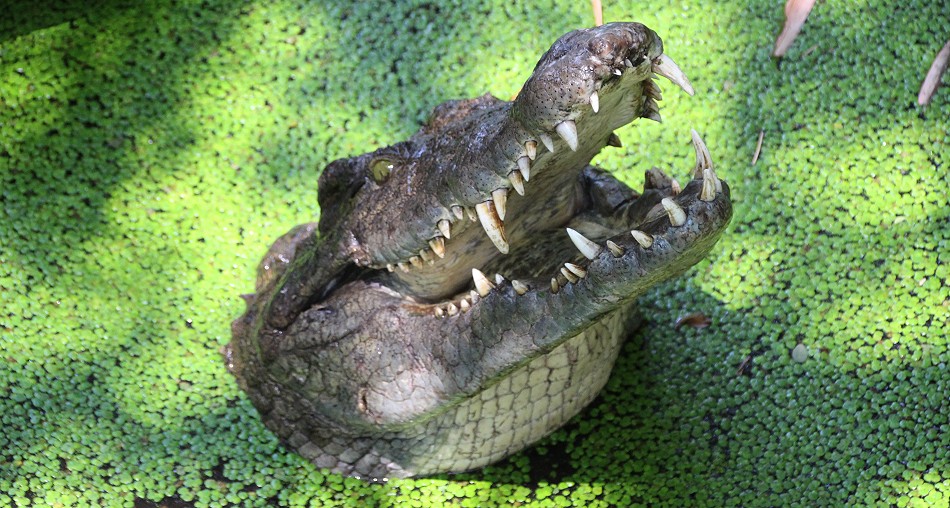 Fütterung der Nilkrokodile, Crocodile Park - Victoria Falls