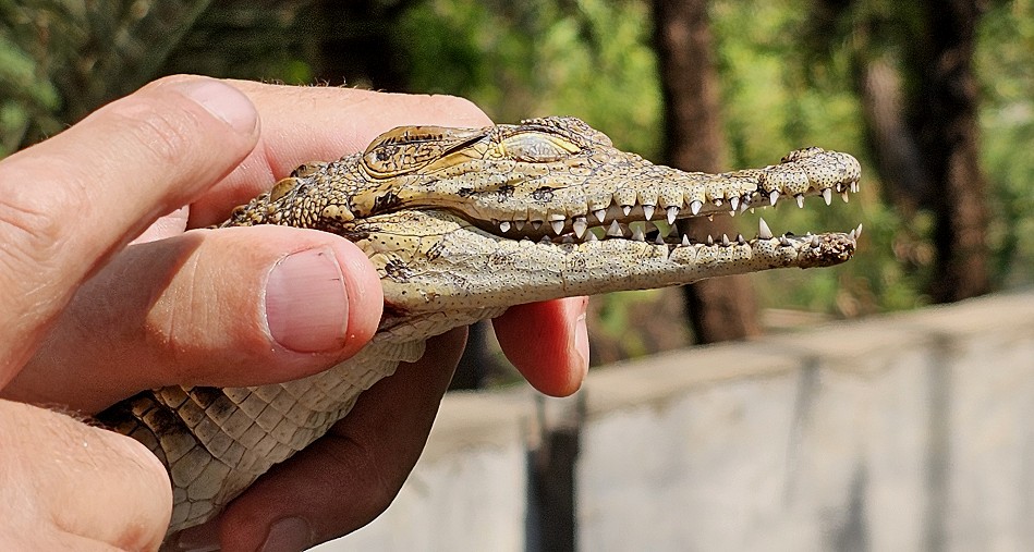 Nilkrokodil, Crocodile Park - Victoria Falls