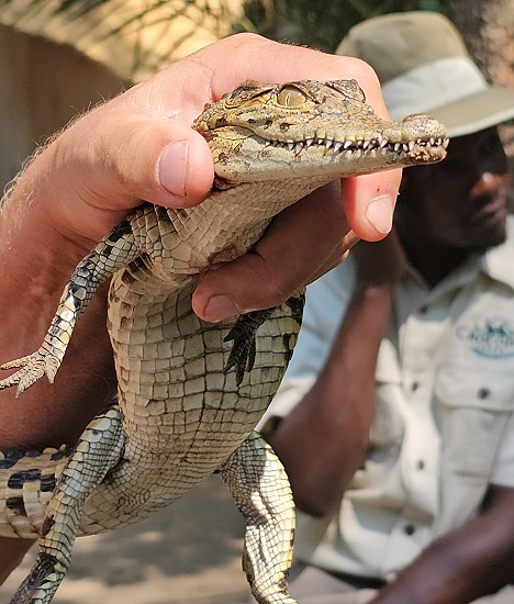 Ein Krokodil in der Hand, Crocodile Park - Victoria Falls