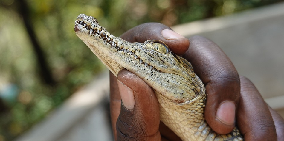 Ein Krokodil in der Hand, Crocodile Park - Victoria Falls