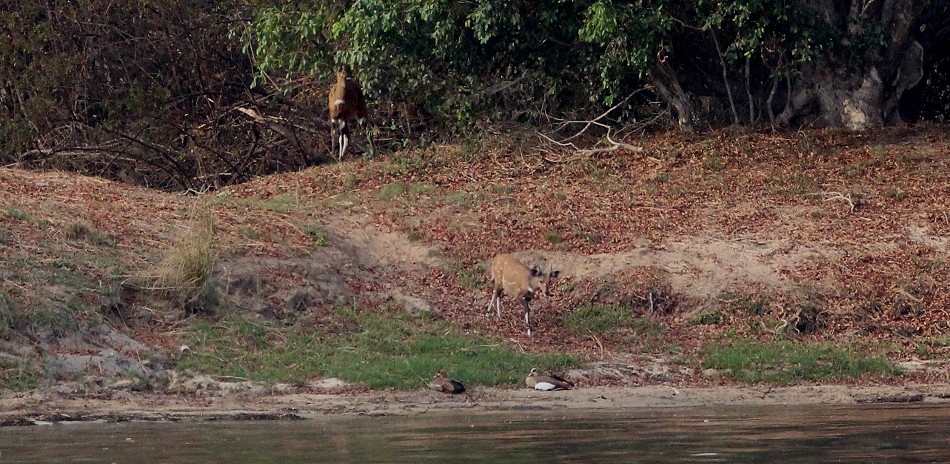 Bushböcke und Nilgänse am Ufer des Zambesi