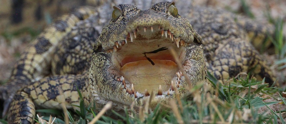 kleines Nilkrokodil am Zambesi River
