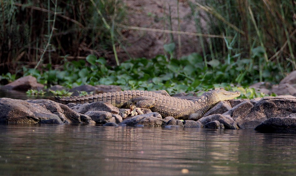 kleines Nilkrokodil, Zambesi River