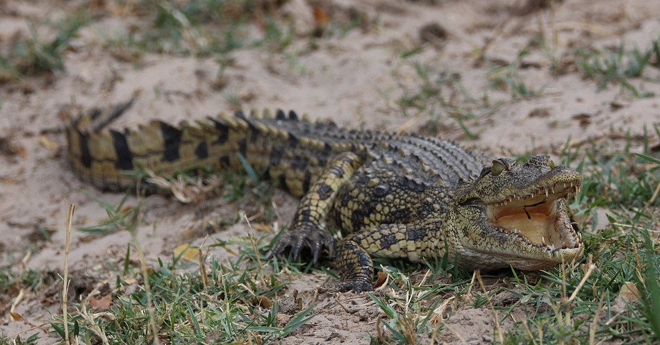 kleines Nilkrokodil im Zambesi River