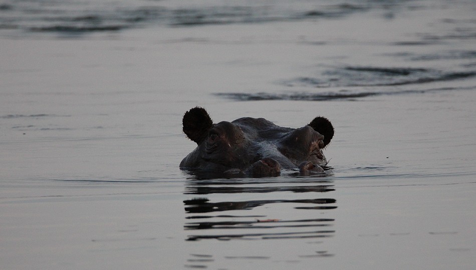 Flusspferde, Ra Ikane - Zambesi Sundowner Cruise - Victoria Falls