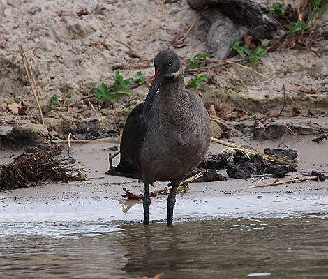 Hagedach Ibis, Zambesi River